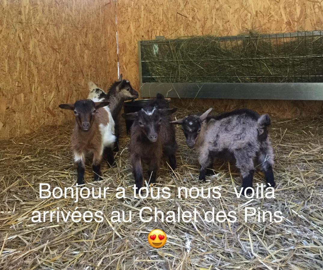 Roulottes Du Chalet Des Pins Rougeou Exteriér fotografie